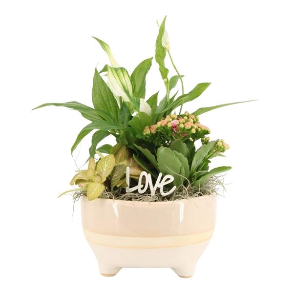 <h4>Arrangementen kamerplanten H%</h4>