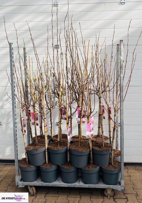 <h4>MAGN SOULANGEANA</h4>