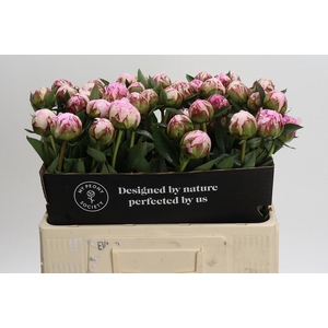 Paeonia Sarah Bernhardt
