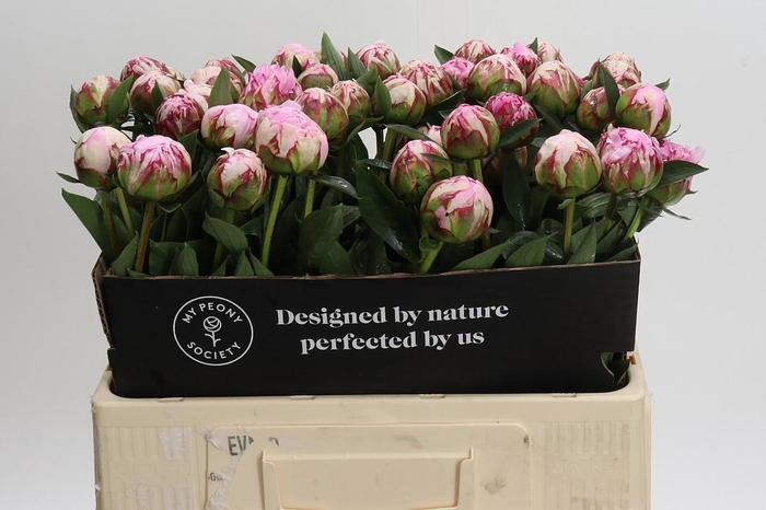 Paeonia Sarah Bernhardt