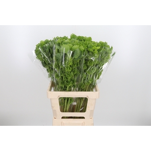 Moluccella Overig