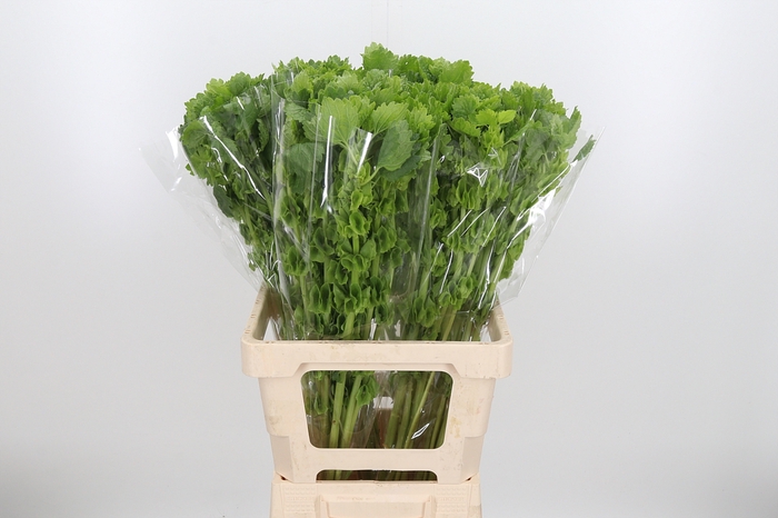 <h4>Moluccella Overig</h4>