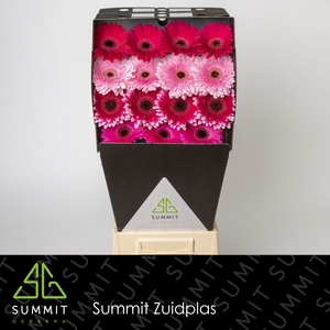 Gerbera Mix 4 kleuren Diamond
