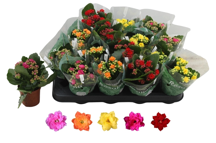 <h4>KAL GE RO GEM 5 KL</h4>