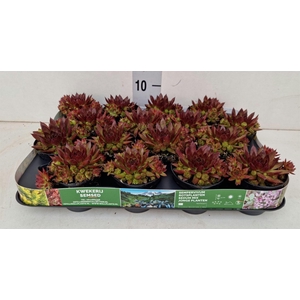 Sempervivum   ...
