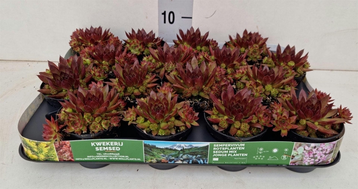 <h4>Sempervivum   ...</h4>