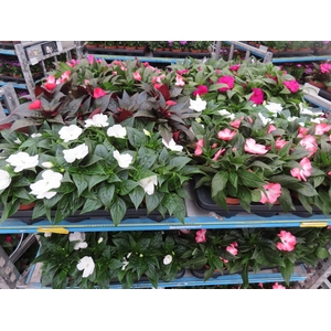 arr8 Impat Ng Mixk 4kl 1 Kleur Per Tray