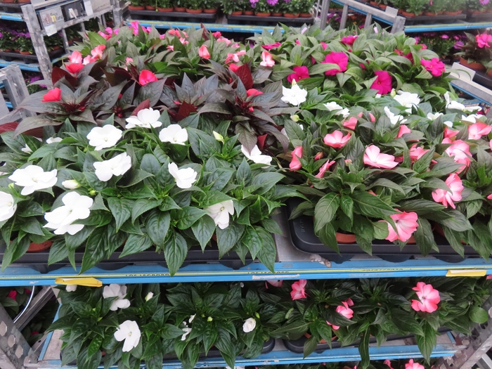 <h4>arr8 Impat Ng Mixk 4kl 1 Kleur Per Tray</h4>