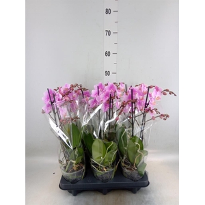 Phalaenopsis multi. 'Beaution'