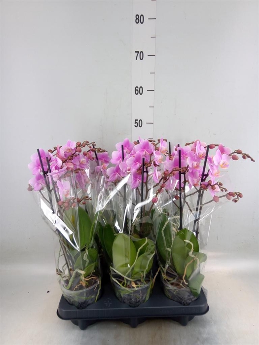 <h4>Phalaenopsis multi. 'Beaution'</h4>