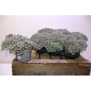 Sedum Caut Lidakense