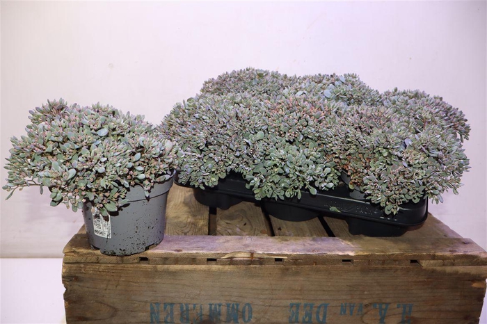 <h4>Sedum Caut Lidakense</h4>