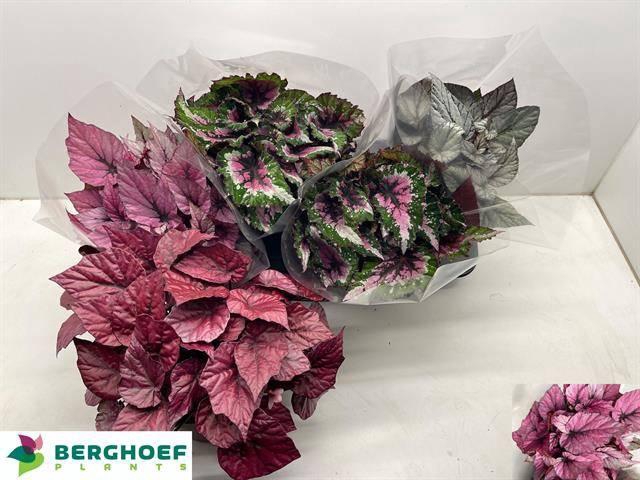 <h4>BEG BEL GEM</h4>