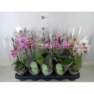 Phalaenopsis multi.   ...mix  4