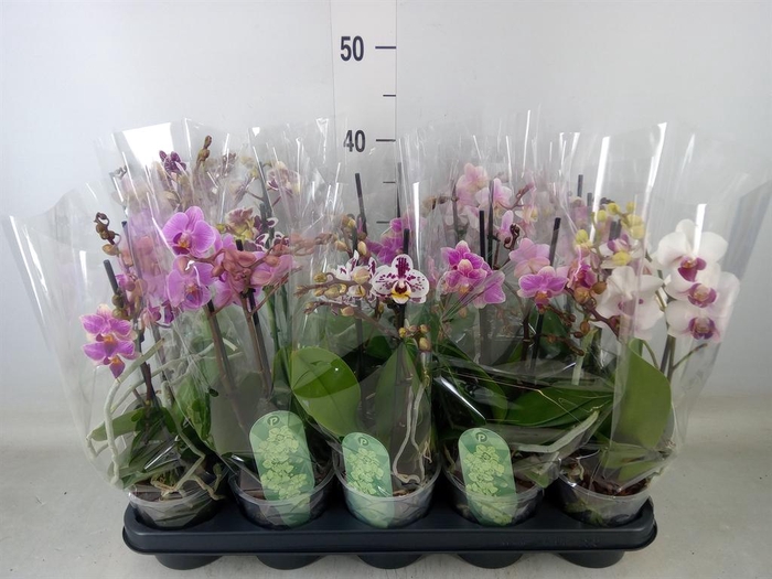 <h4>Phalaenopsis multi.   ...mix  4</h4>
