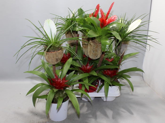 <h4>BROMELIA OP HOUT</h4>