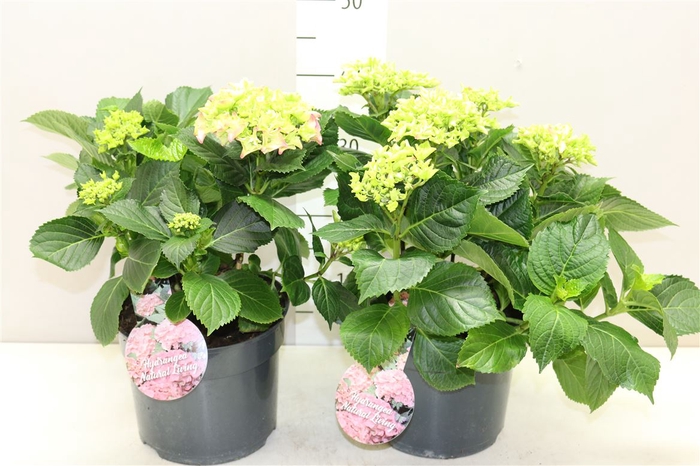 <h4>Hydrangea Macr Roze</h4>