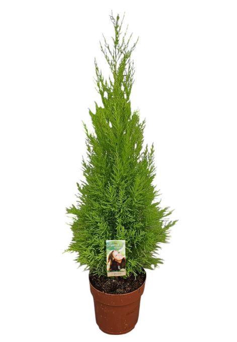 <h4>Cupressus Goldcrest Wilma</h4>