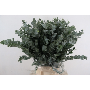 EUC CINEREA PER BUNCH 300GR
