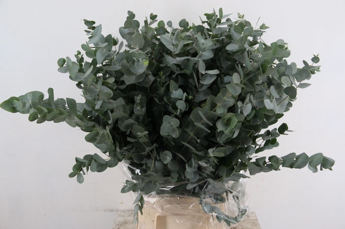 <h4>EUC CINEREA PER BUNCH 300GR</h4>