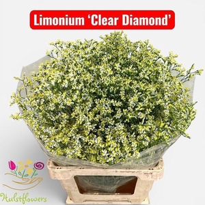 LIM SIN CLEAR DIA