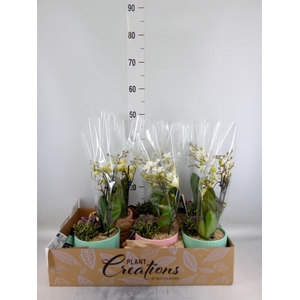 Arr.  Phalaenopsis  H%