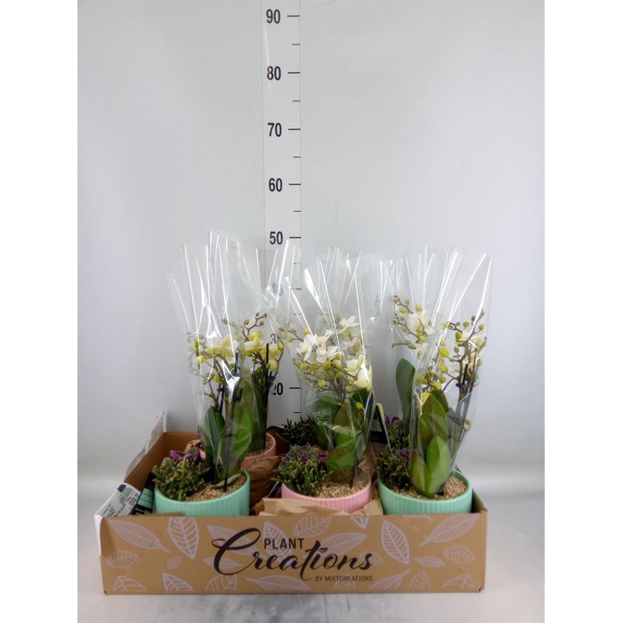 <h4>Arr.  Phalaenopsis  H%</h4>