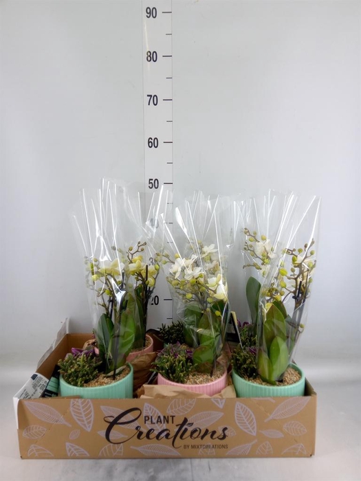 Arr.  Phalaenopsis  H%