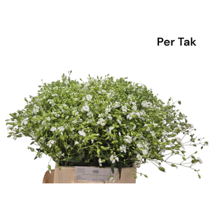 SAPONARIA OV