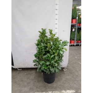 Prunus lauroc. 'Etna'
