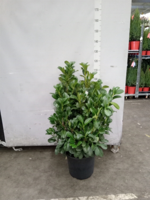 <h4>Prunus lauroc. 'Etna'</h4>