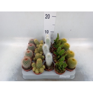 Cereus   ...