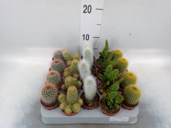 <h4>Cereus   ...</h4>
