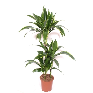 Dracaena Arturo 60-30-15