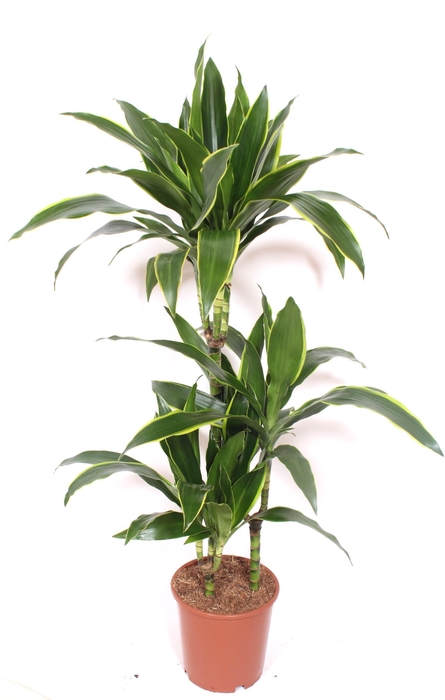 <h4>Dracaena Arturo 60-30-15</h4>