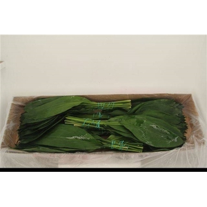 ASPIDISTRA