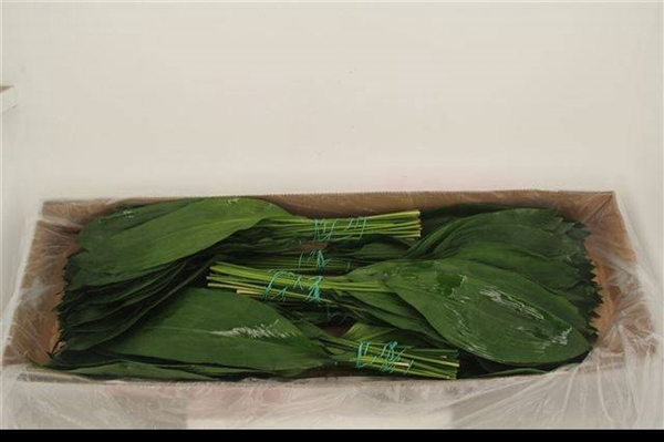 <h4>ASPIDISTRA</h4>