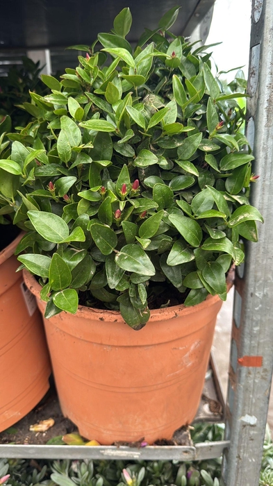 <h4>JASM OFFICINALE</h4>