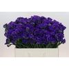 Limonium sinuatum Navy Sun Birds