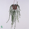 Rhipsalis Paradoxa hangpot Minor
