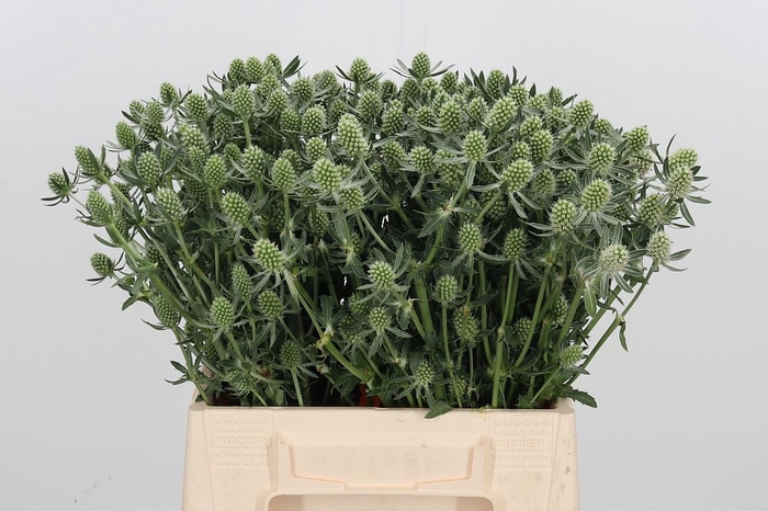 <h4>Eryn White Glitter</h4>