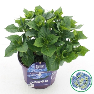 Hydrangea macr. Forever & Ever® Blauw C5 (23cm.) Kn.