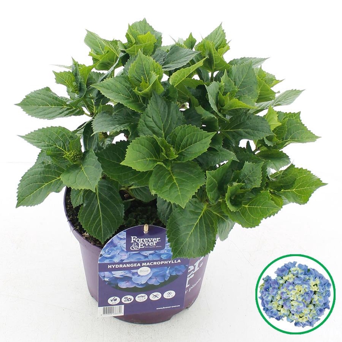 <h4>Hydrangea macr. Forever & Ever® Blauw C5 (23cm.) Kn.</h4>