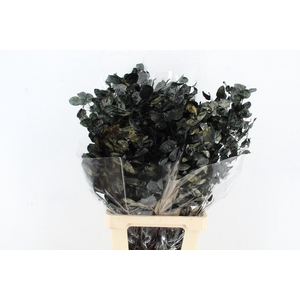 DF Lunaria Bs Black
