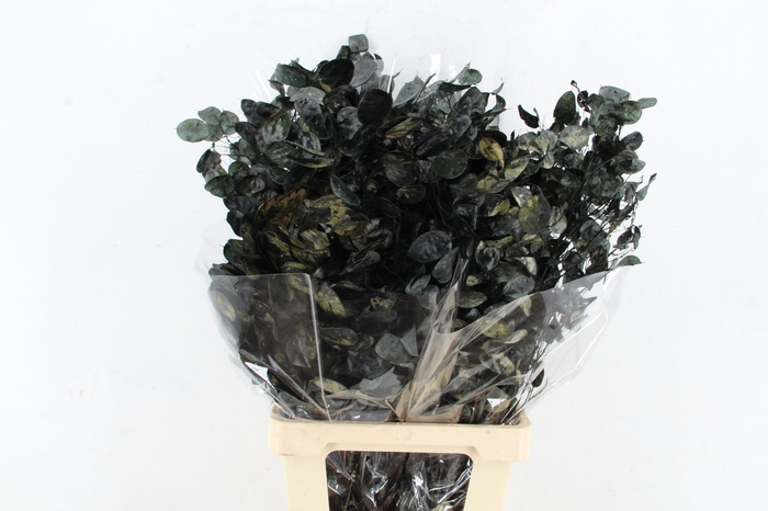 <h4>DF Lunaria Bs Black</h4>
