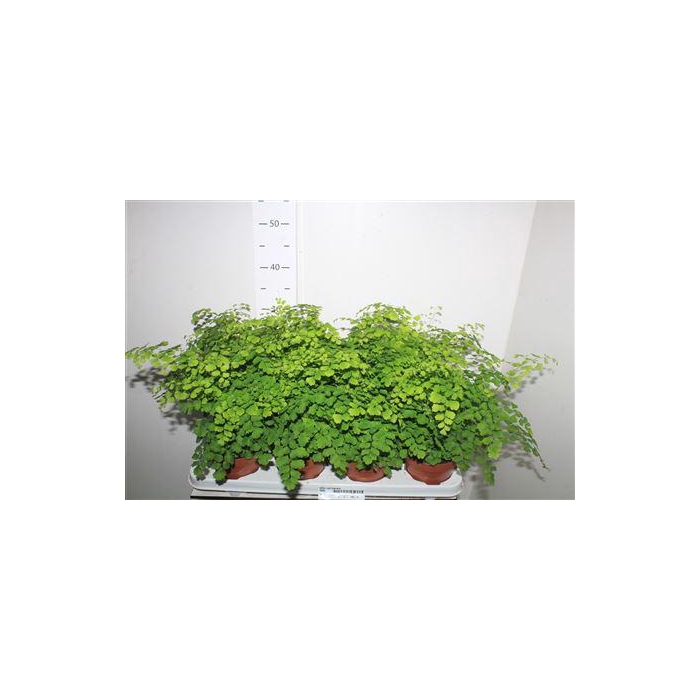 <h4>Adian Rad Fragrans</h4>