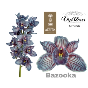 CYMB DYED BAZOOKA