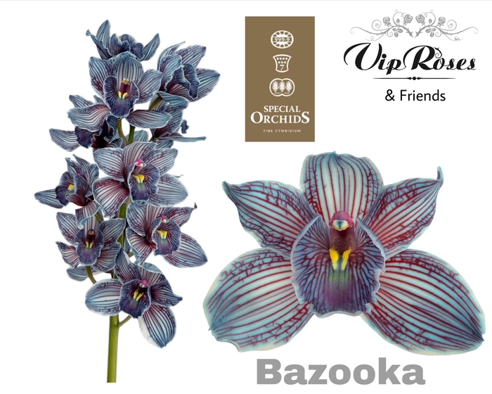 <h4>CYMB DYED BAZOOKA</h4>