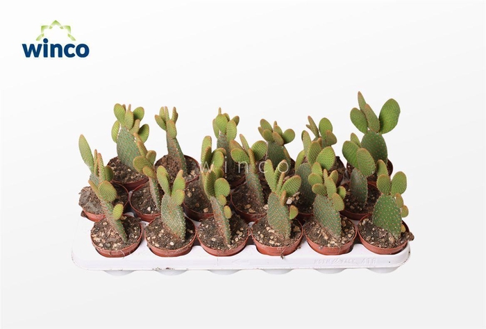 <h4>Opuntia Microdasis Rufida</h4>