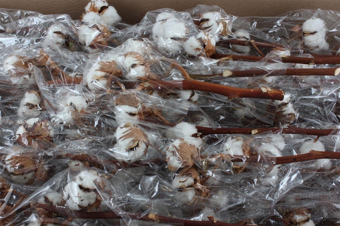 <h4>Gos Hirsutum Wit</h4>